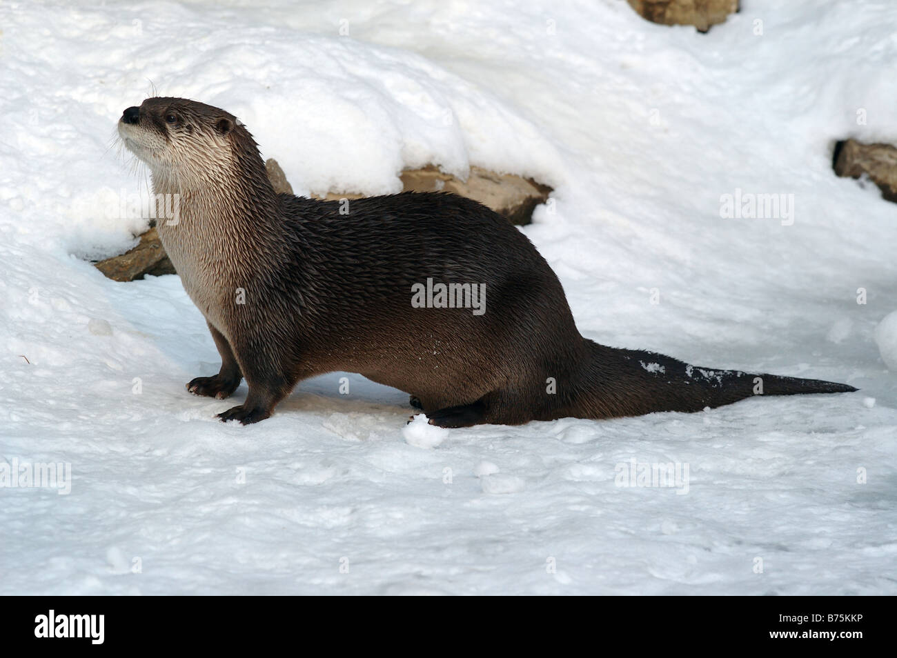 Lutra canadensis Lontra canadese neve inverno Baden Württemberg Germania Foto Stock