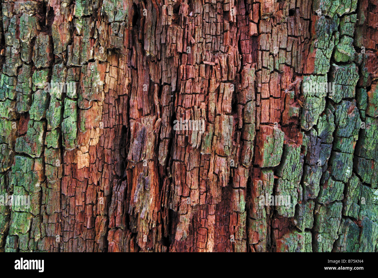 Corteccia di Quercus rubor oak oaktree roble chene tree detiel vicino Foto Stock