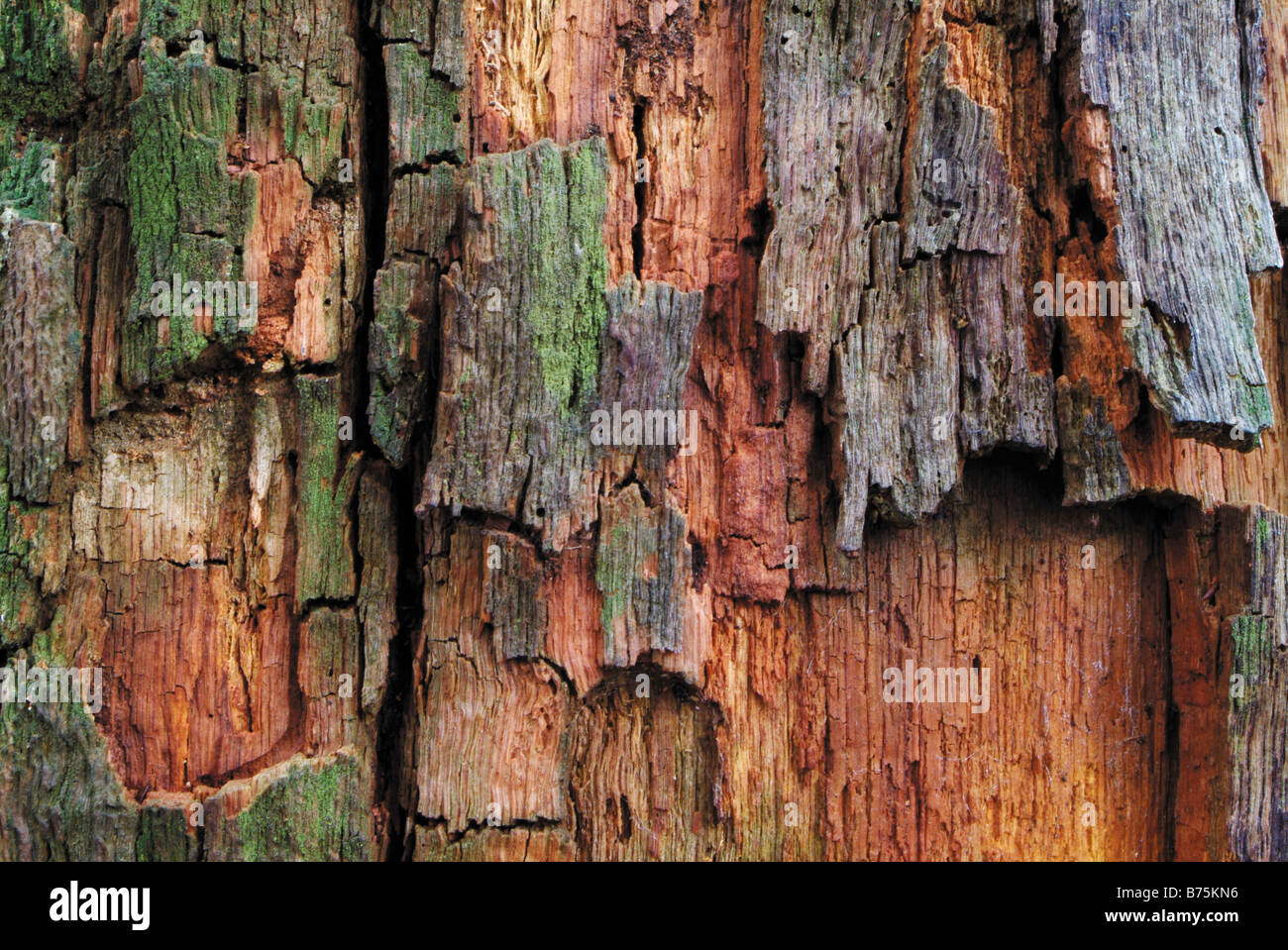 Corteccia di Quercus rubor oak oaktree roble chene tree detiel close up Foto Stock