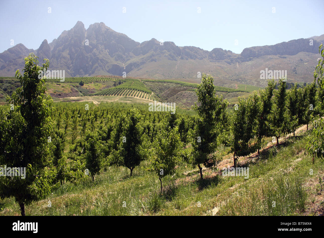 I vigneti a nord di Città del Capo SUD AFRICA Foto Stock