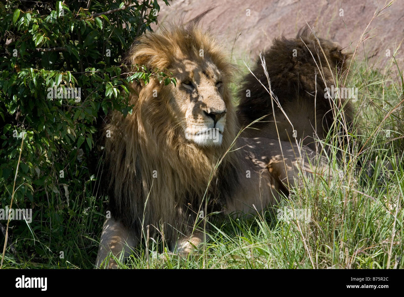 Massai Mara è una delle più grandi riserve di caccia in kenya confina Serengeti National Park Tanzania quasi tutte le specie di fauna selvatica può essere osservato il parco è molto popolare amongs i turisti di tutto il mondo Foto Stock