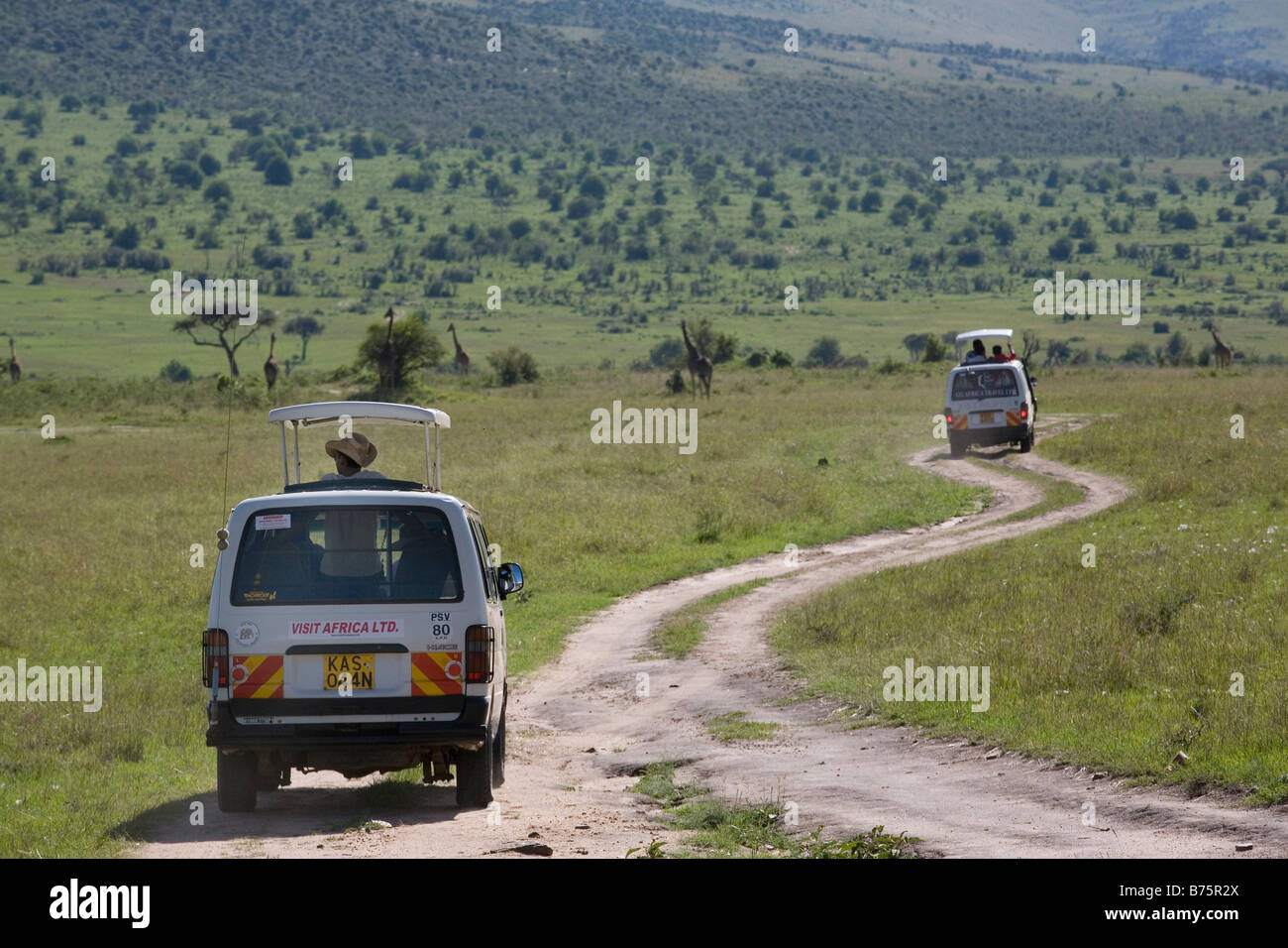Massai Mara è una delle più grandi riserve di caccia in kenya confina Serengeti National Park Tanzania quasi tutte le specie di fauna selvatica può essere osservato il parco è molto popolare amongs i turisti di tutto il mondo Foto Stock