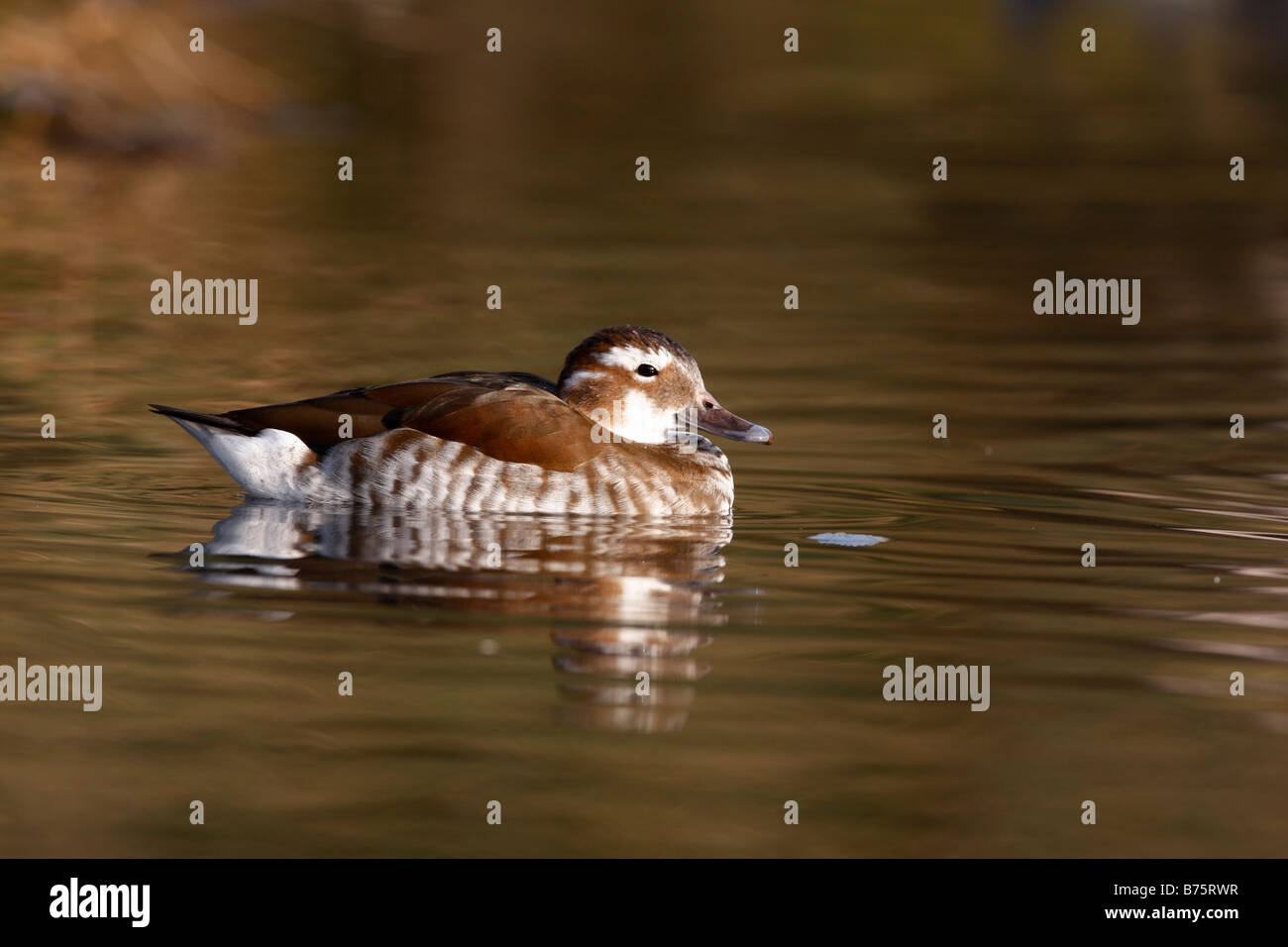 Di inanellare teal o collo ad anello teal Callonetta leucophrys nativo femmina a America del Sud Foto Stock