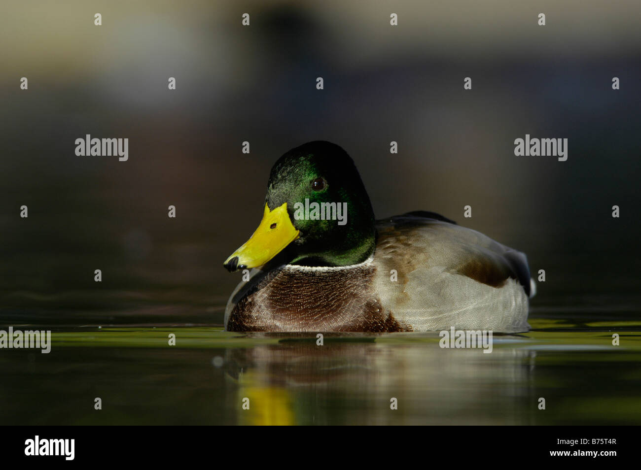 Drake Mallard duck Foto Stock