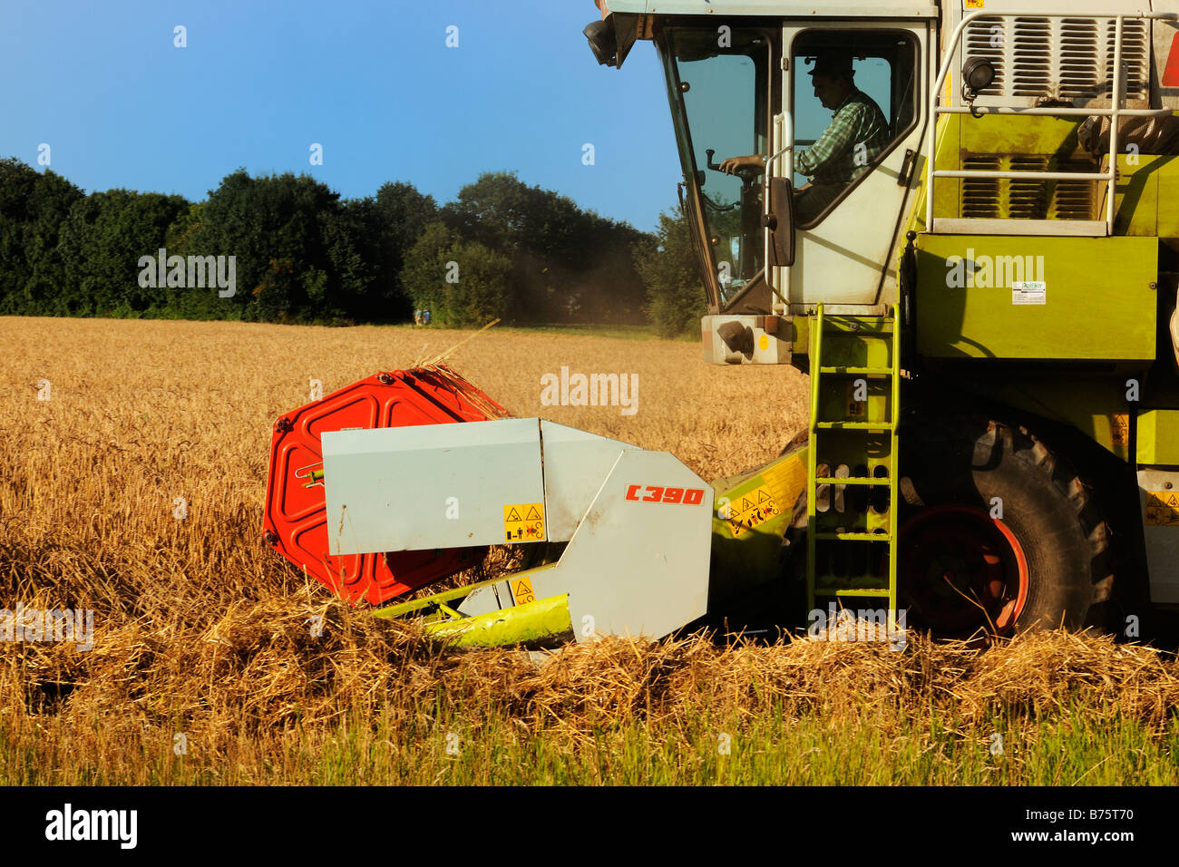 Mähdrescher bei der Ernte mietitrebbia raccogliere il raccolto Foto Stock