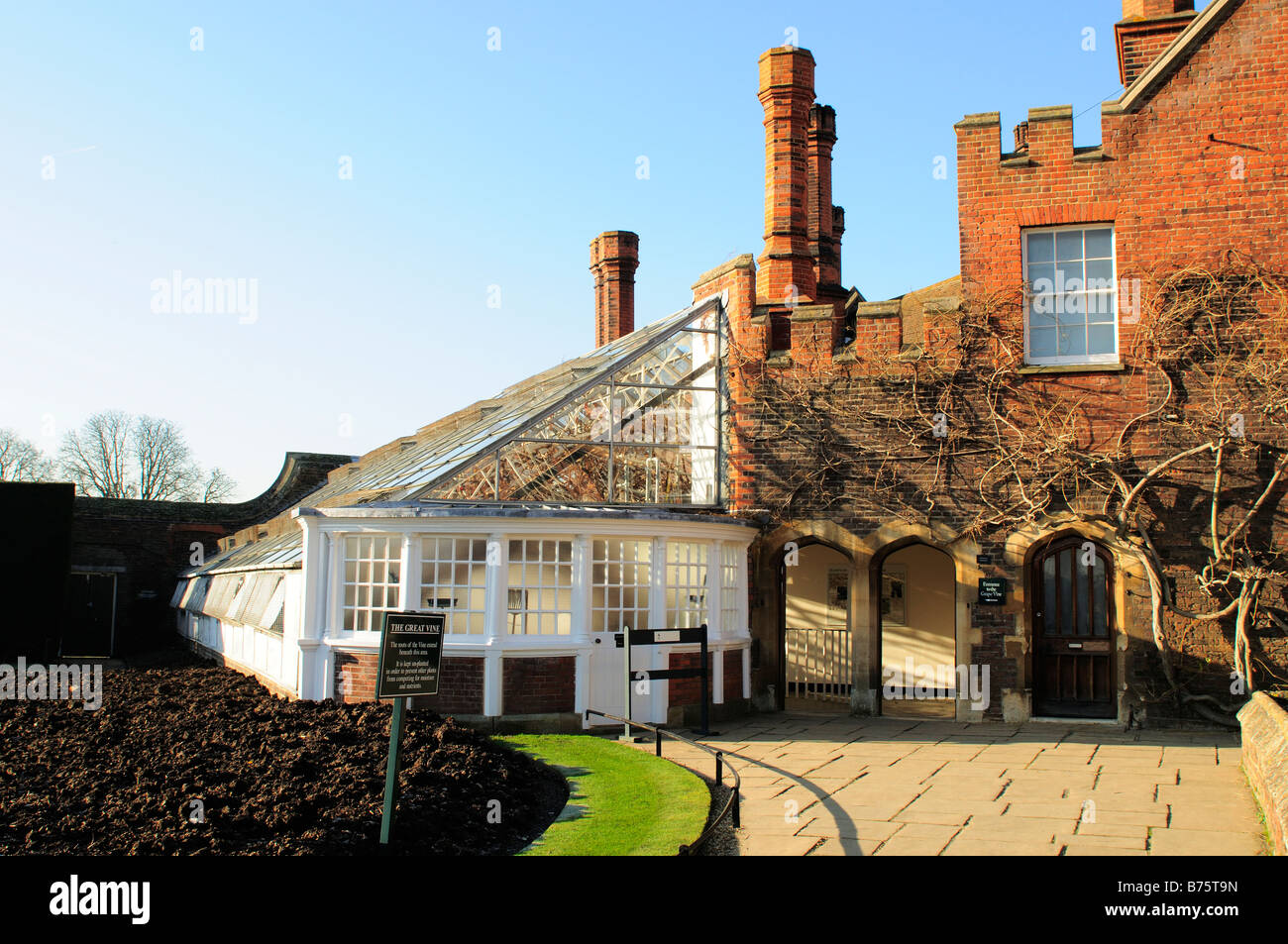 Conservatorio di alloggiamento del grande vitigno Hampton Court Palace Surrey Foto Stock