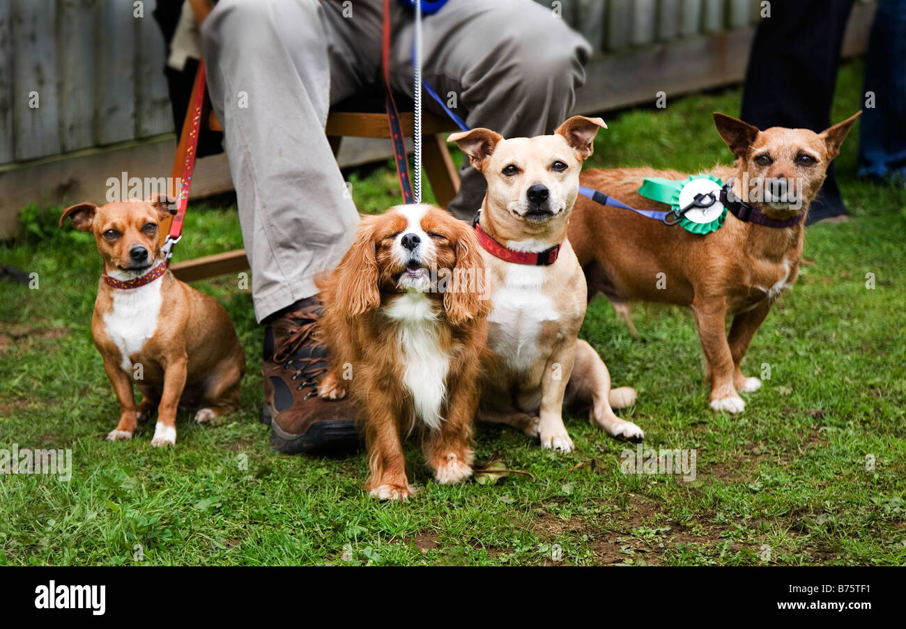 Esposizione canina Foto Stock