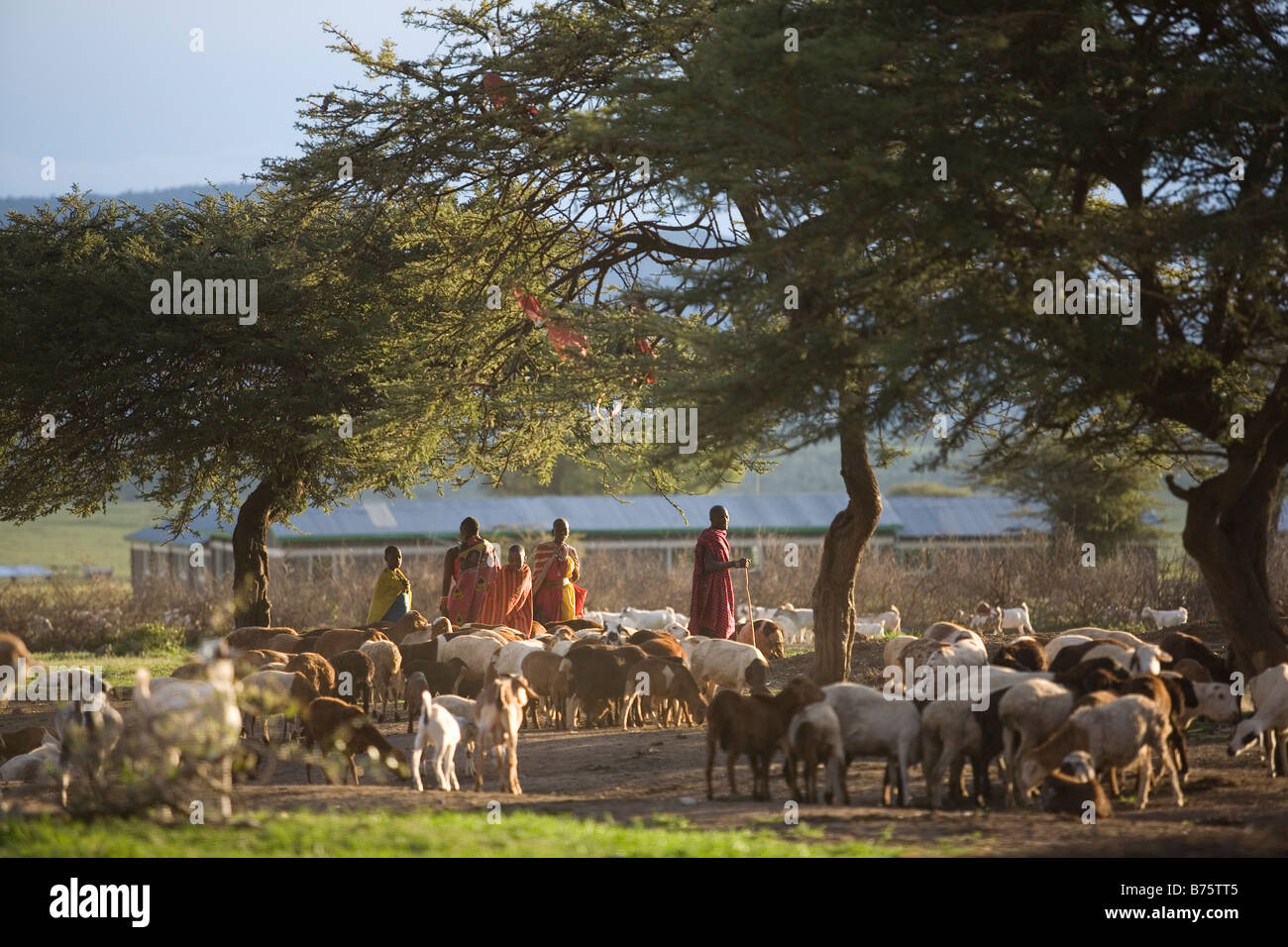 Kenya, Masaai Foto Stock