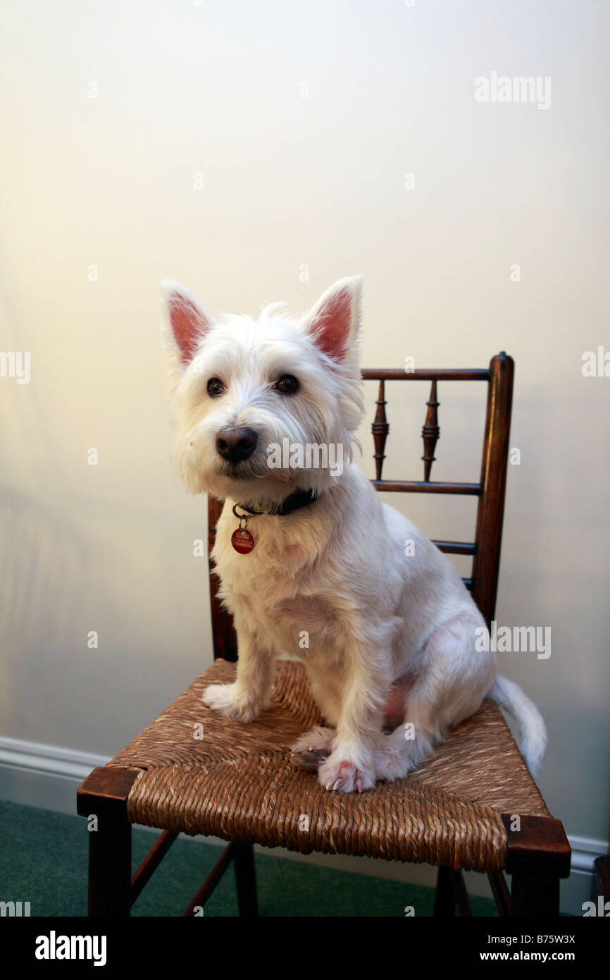 Regno Unito ritratto di un West Highland White Terrier Foto Stock