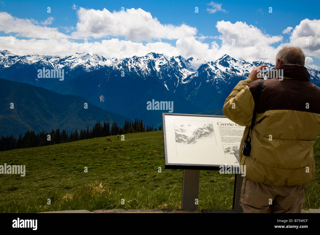 Uomo che guarda verso Mt. Carrie in Bailey gamma delle montagne olimpiche nel Parco Nazionale di Olympic Foto Stock