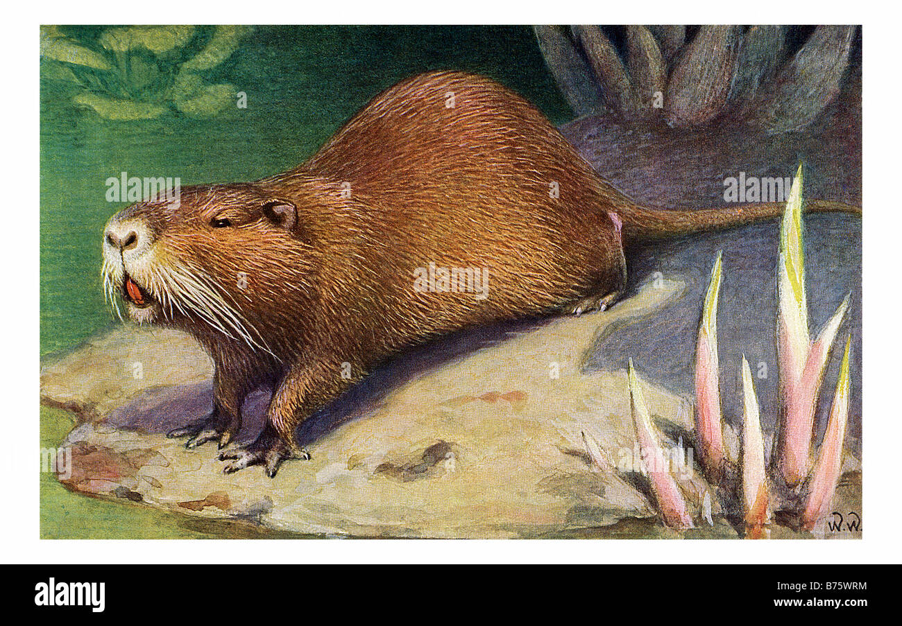 Illustrazione di un Myocastor coypus Foto Stock