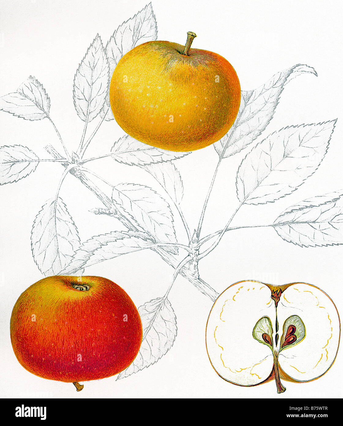 Illustrazione della 'Cox Orange pepping' Apple Foto Stock