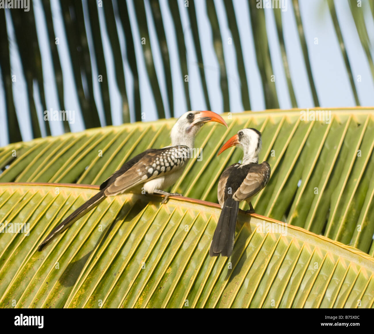 Red fatturati Hornbills Tockus erythrorhynchus selvatica Foto Stock