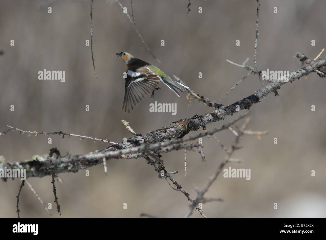Comune di fringuello maschio in volo Foto Stock