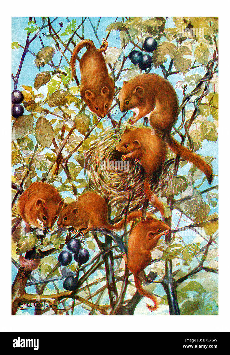 Illustrazione del ghiro Foto Stock