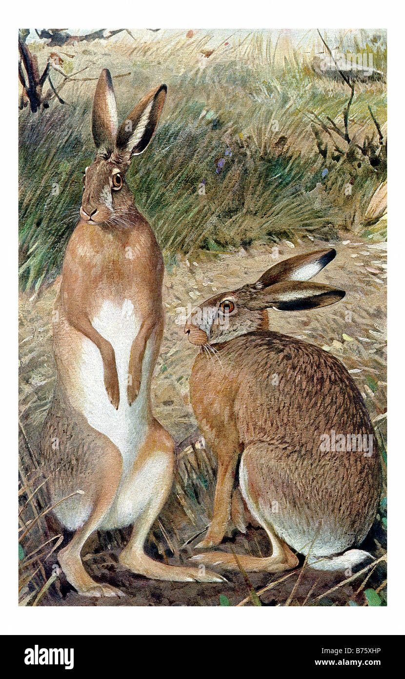 Illustrazione di un paio di lepri europee Foto Stock