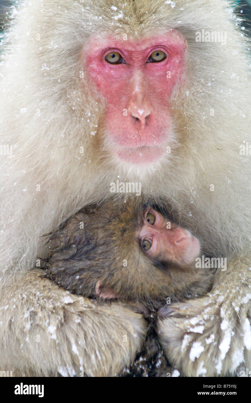 La madre e il bambino neve scimmie (macachi giapponesi), Jigokudani, Giappone Foto Stock