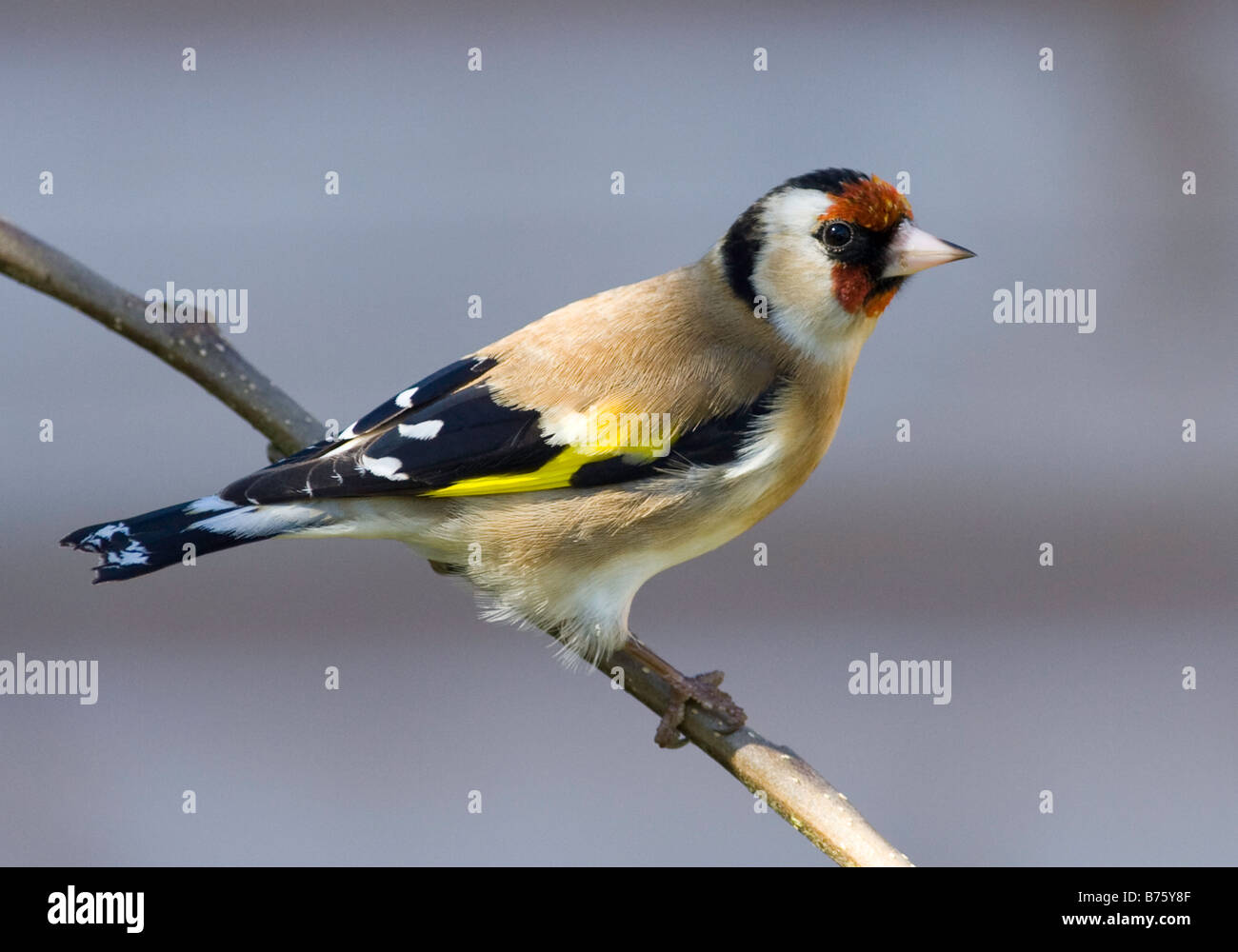 Cardellino Foto Stock