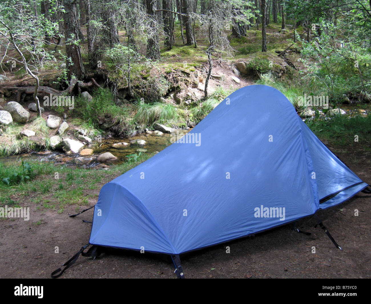 Tenda da campeggio nella foresta Rothiemurchus nelle Highlands scozzesi Foto Stock