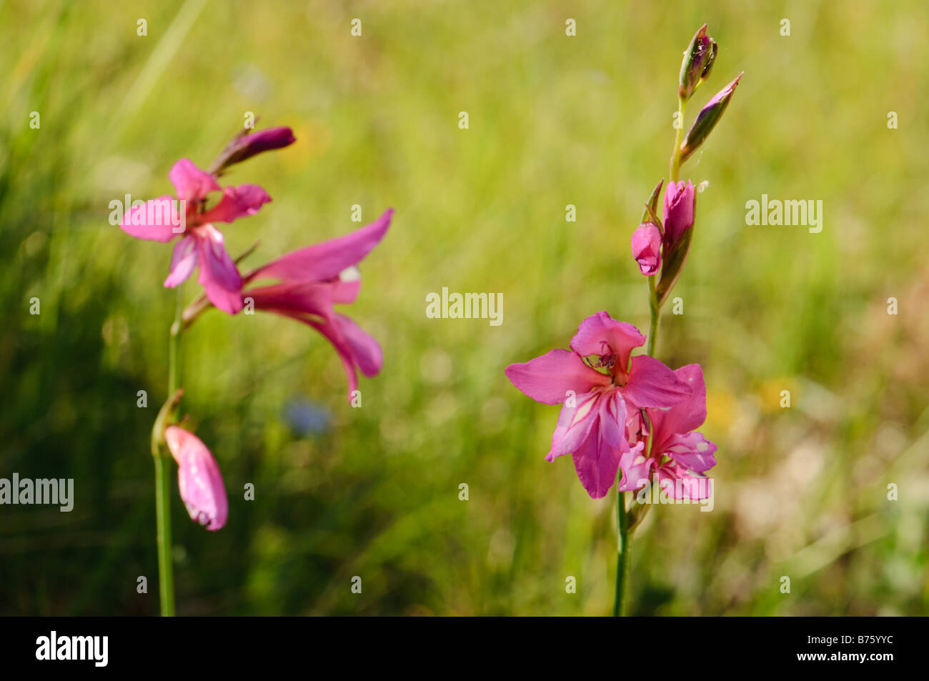Gladiolus fiori selvatici Spagna Foto Stock