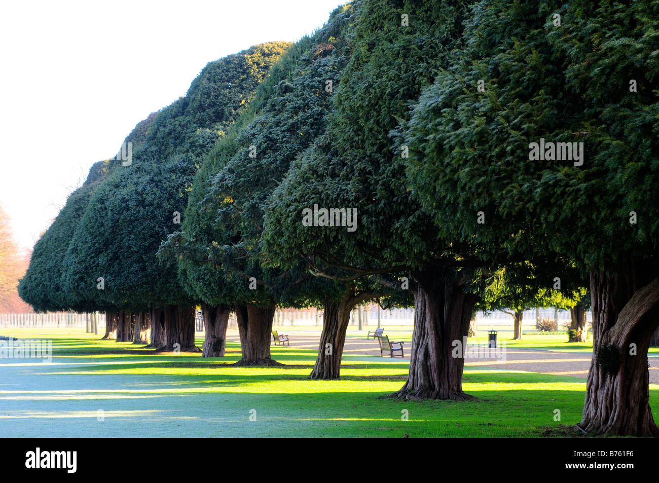 Yew alberi a Hampton Court Palace motivi Surrey Foto Stock
