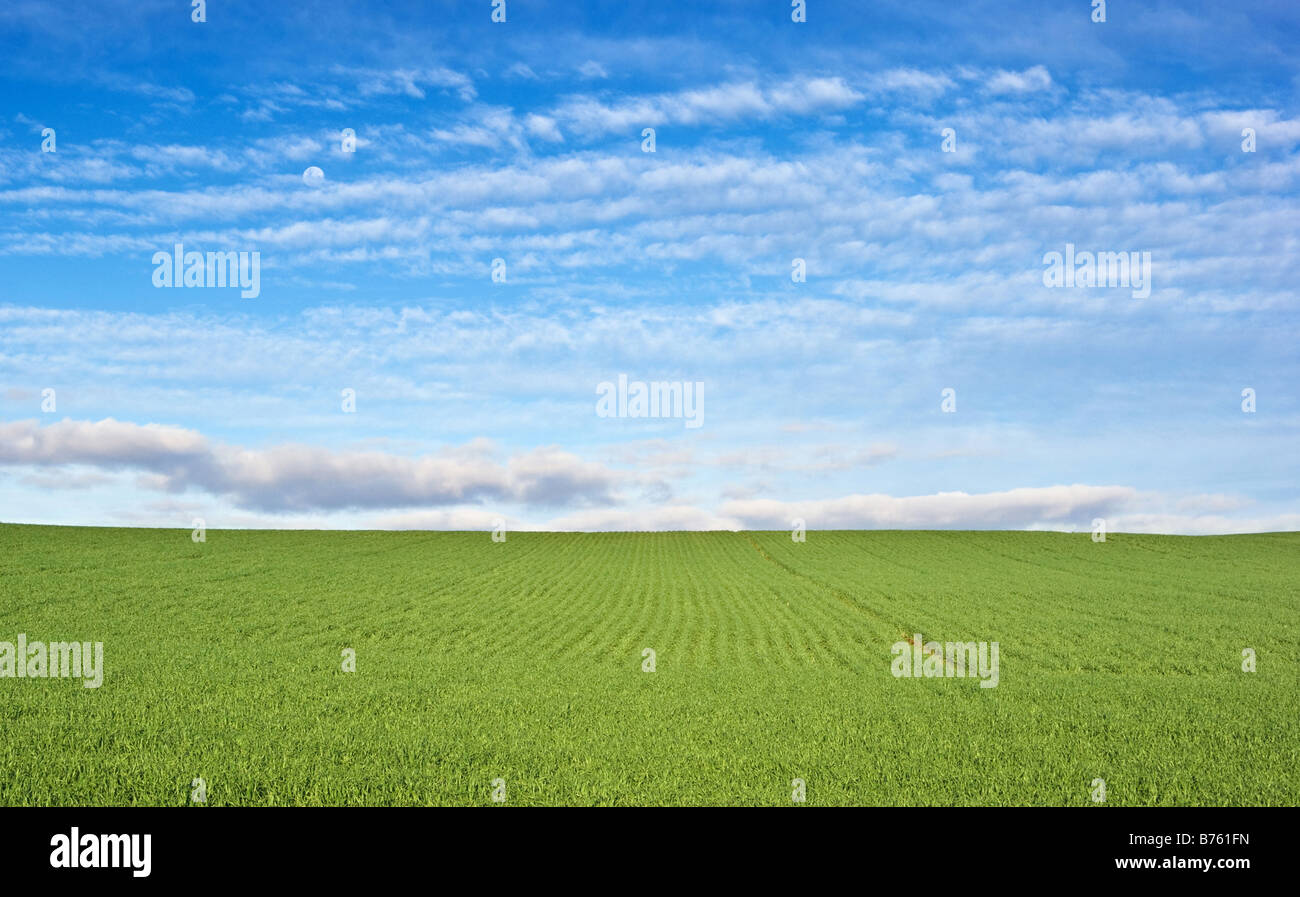Grande immagine di un verde campo di grano e cielo blu Foto Stock
