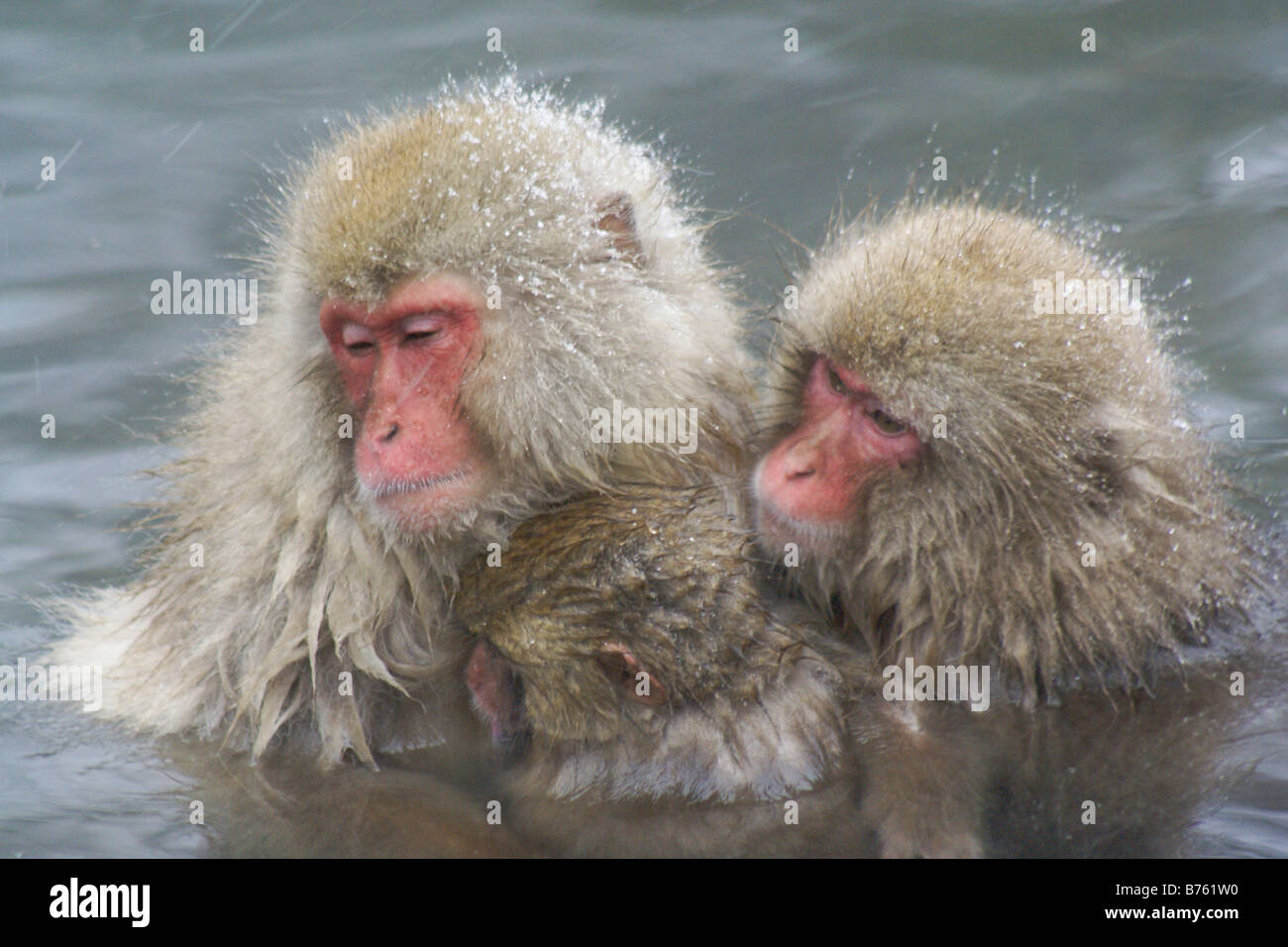 Neve scimmie huddle in primavera calda, Jigokudani, Giappone Foto Stock