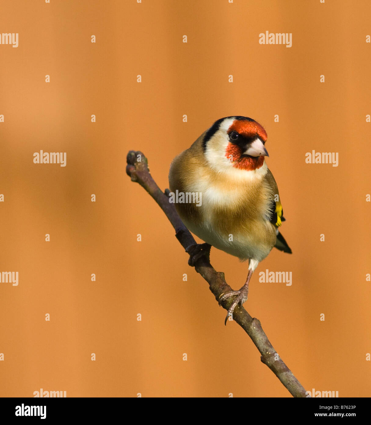 Cardellino sul ramo Foto Stock