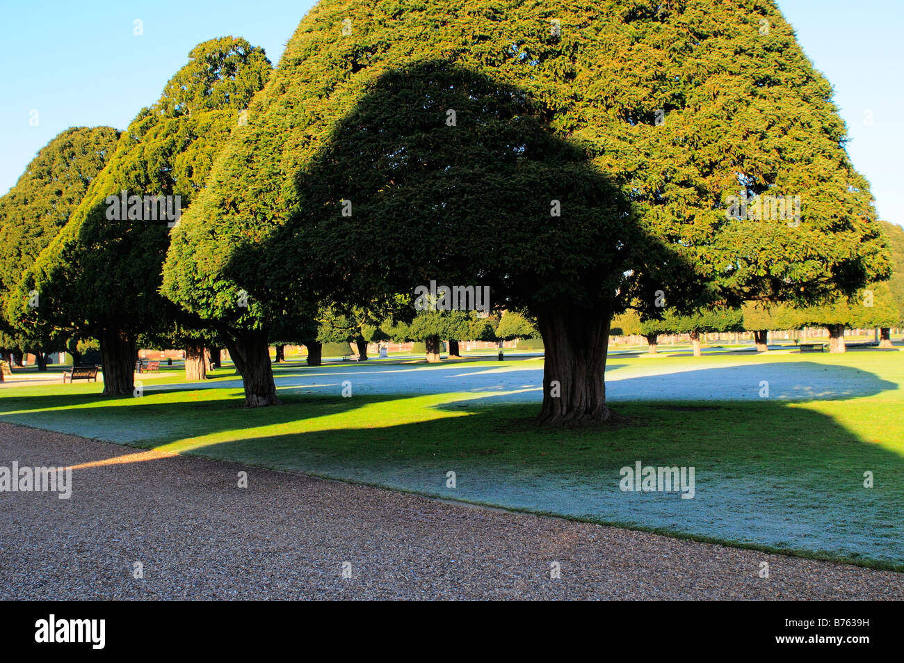 Yew alberi a Hampton Court Palace motivi Surrey Foto Stock