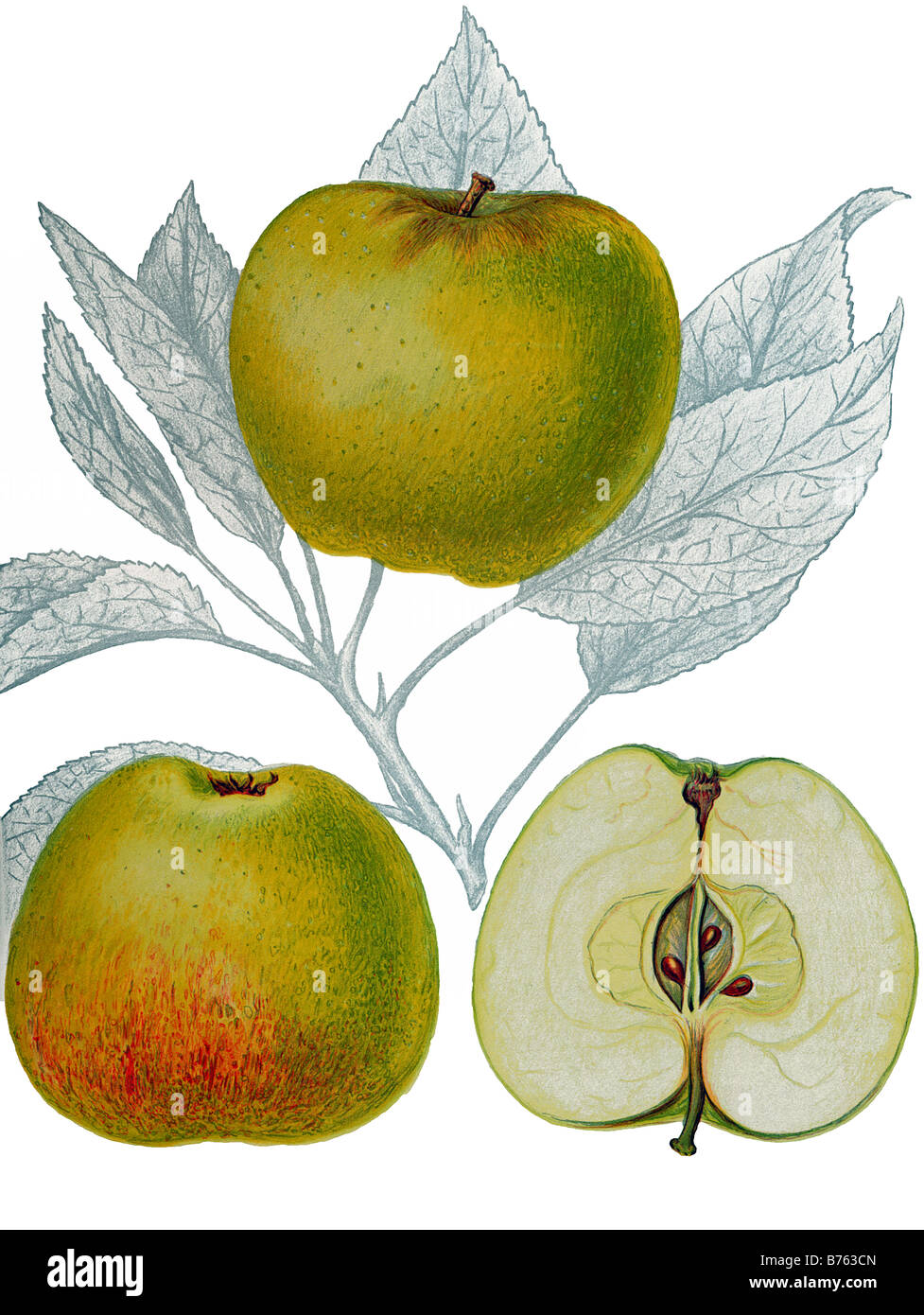 Illustrazione del barlovskoje apple Foto Stock