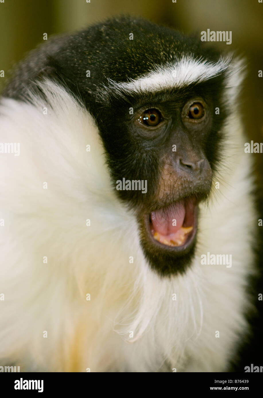 Il Roloway Guenon Monkey (diana Cercopithecus roloway) Foto Stock