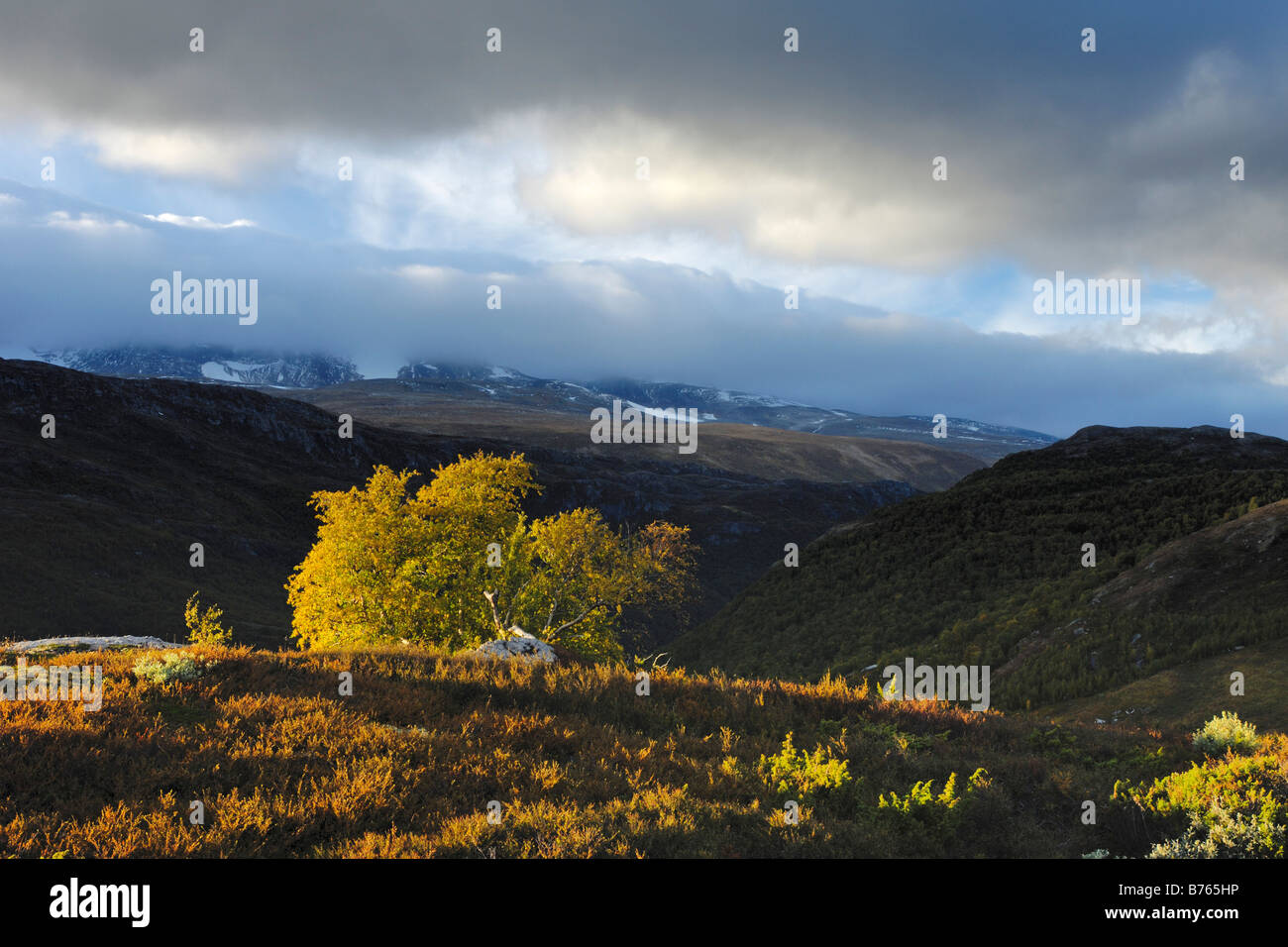 Pioggia nuvole furuhaugli scenari montuosi Oppland Norvegia nord europa autunno paesaggio paesaggio Foto Stock
