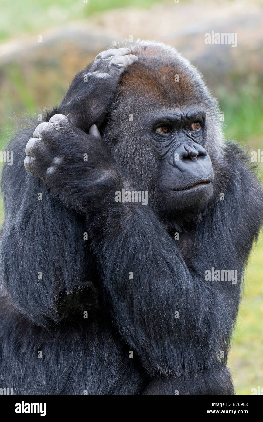 Gorilla gorilla gorilla occidentale westgorilla pianura gorilla vecchio monkey ape Foto Stock