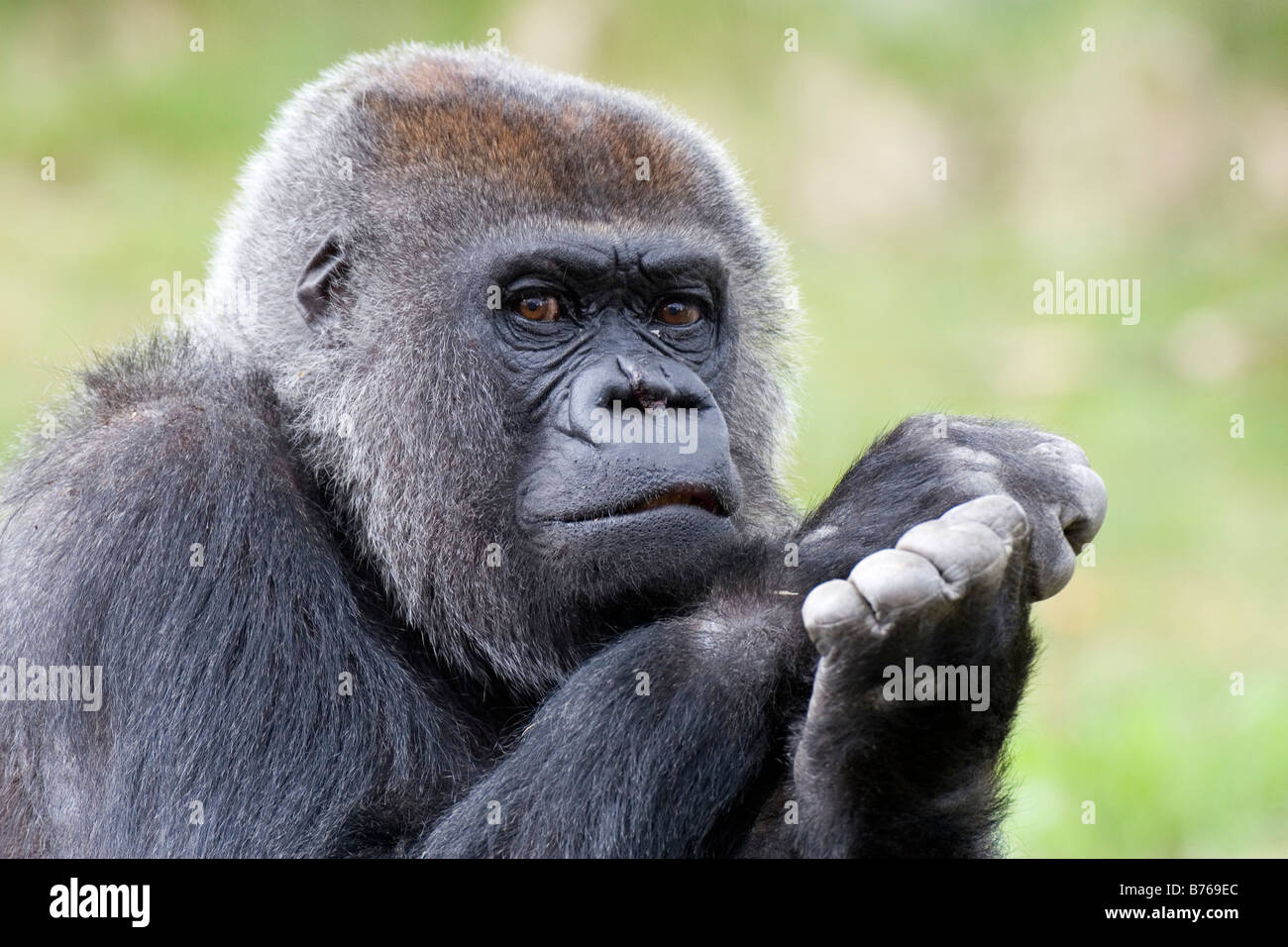 Gorilla gorilla gorilla occidentale westgorilla pianura gorilla vecchio monkey ape ritratto Foto Stock