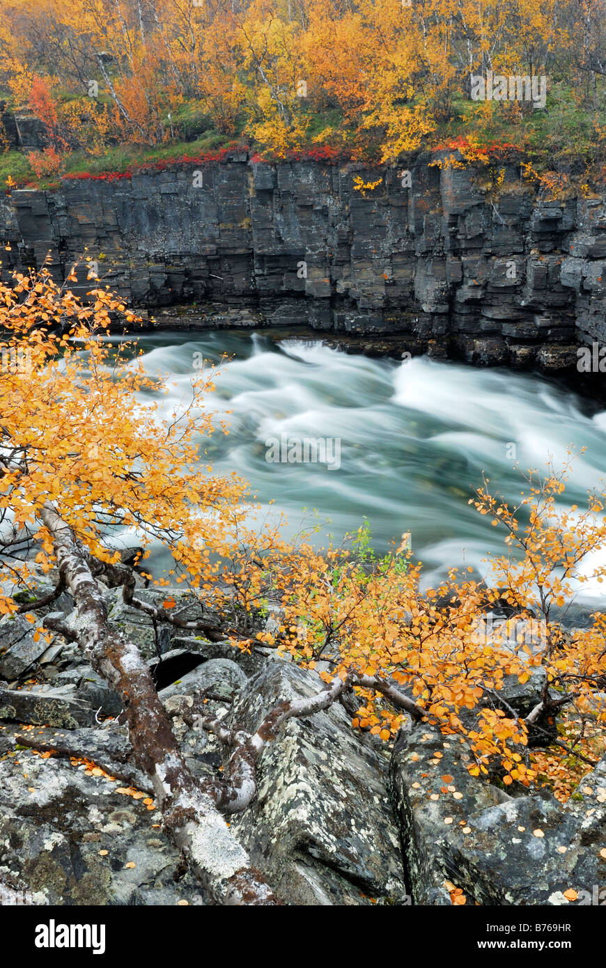 Whitewater river mountain torrent abisko canyon paesaggio abisko parco nazionale di norrbotten lapponia Svezia europa autunno Foto Stock