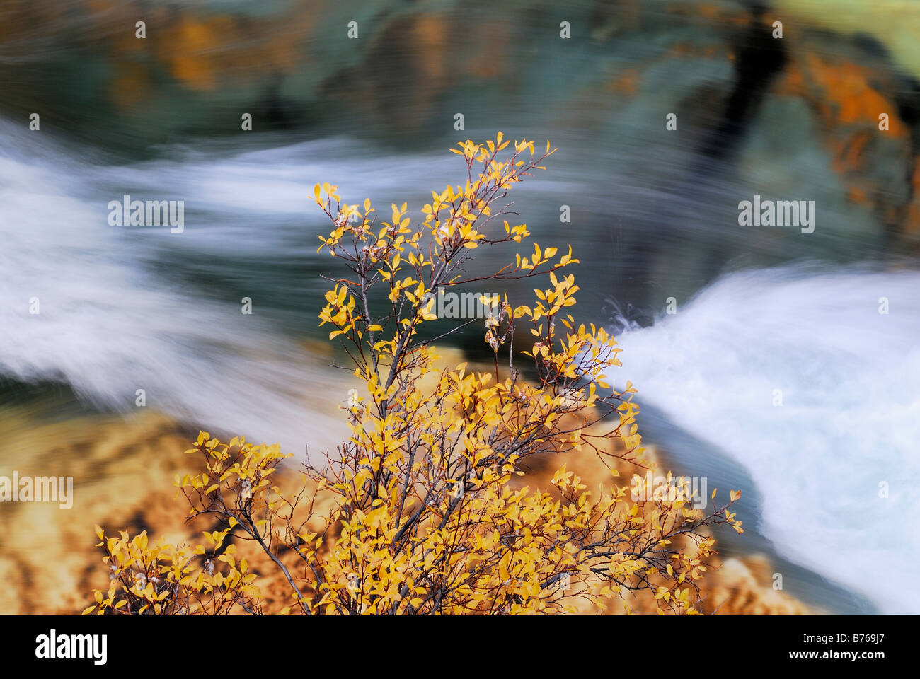 Whitewater river mountain torrent abisko canyon paesaggio abisko parco nazionale di norrbotten lapponia Svezia europa autunno Foto Stock