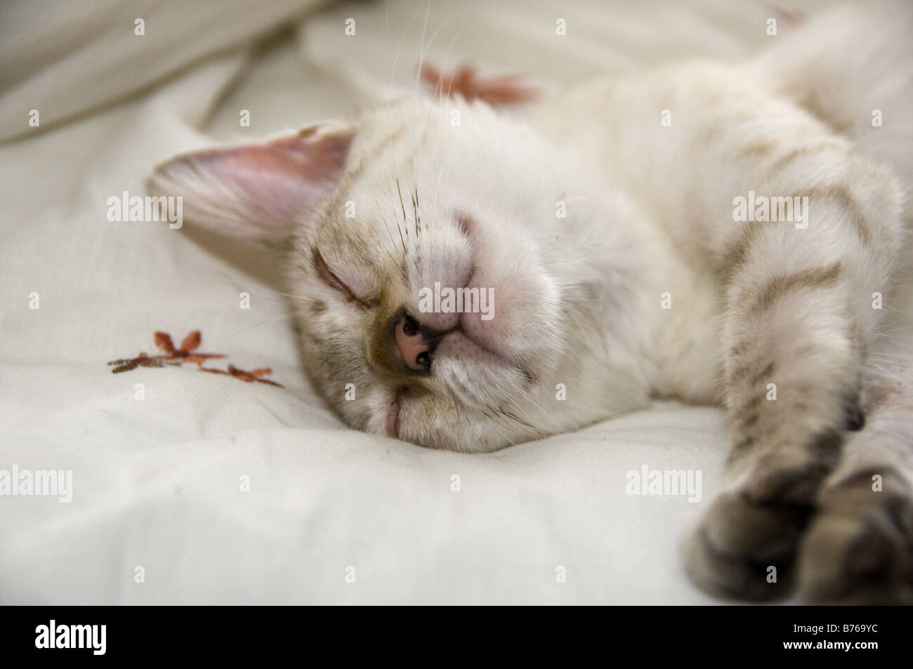 Un Bengala gattino dormire su un letto Foto Stock