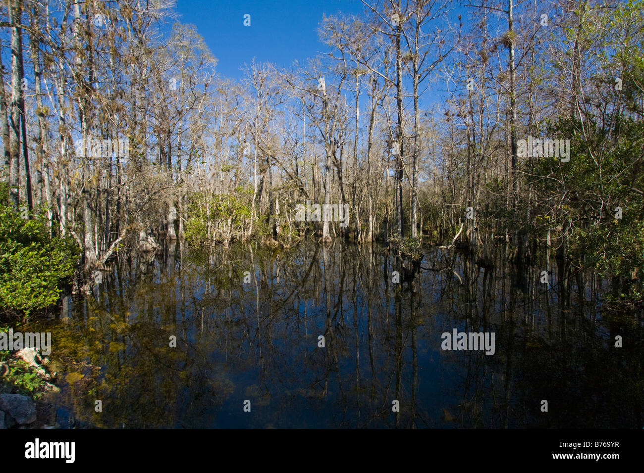 Cipresso palude lungo la strada ad anello in Big Cypress National Preserve in Florida Foto Stock