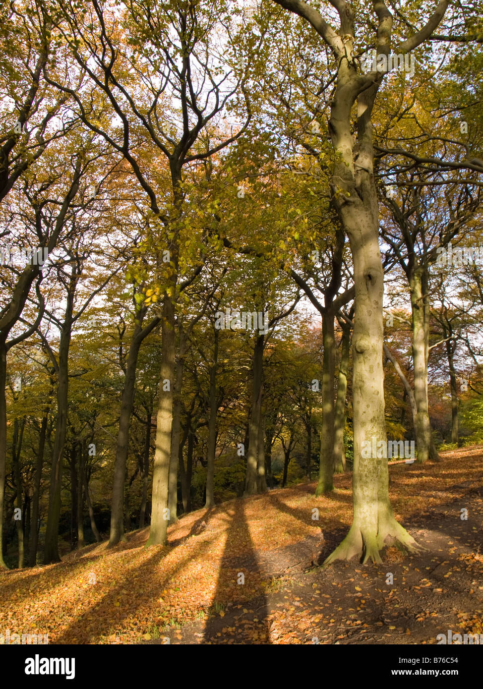 Autunno dorato marrone alberi scena con rami Foto Stock