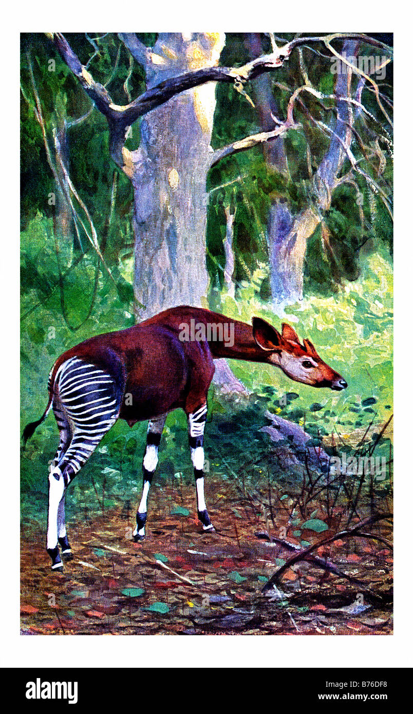 Illustrazione di un okapi Foto Stock