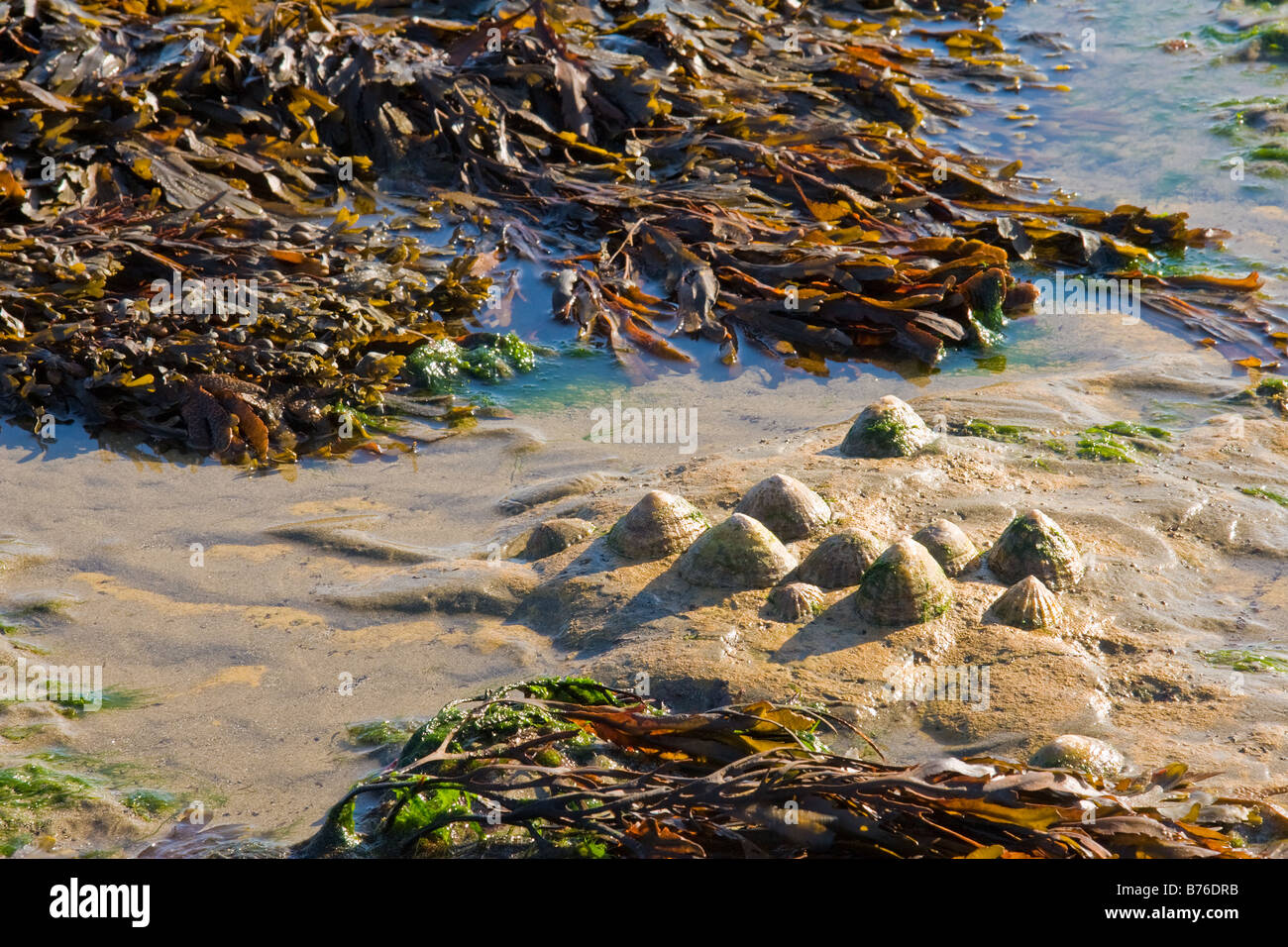 Spiaggia Barnacle Enclave Isola di Wight Foto Stock