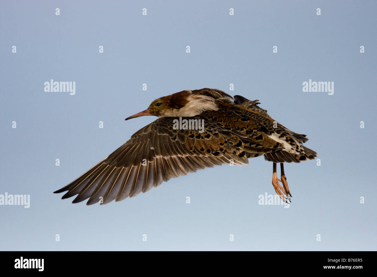 Ruff (Philomachus pugnax), maschio, volo di accoppiamento, Norvegia, Penisola Varanger Foto Stock