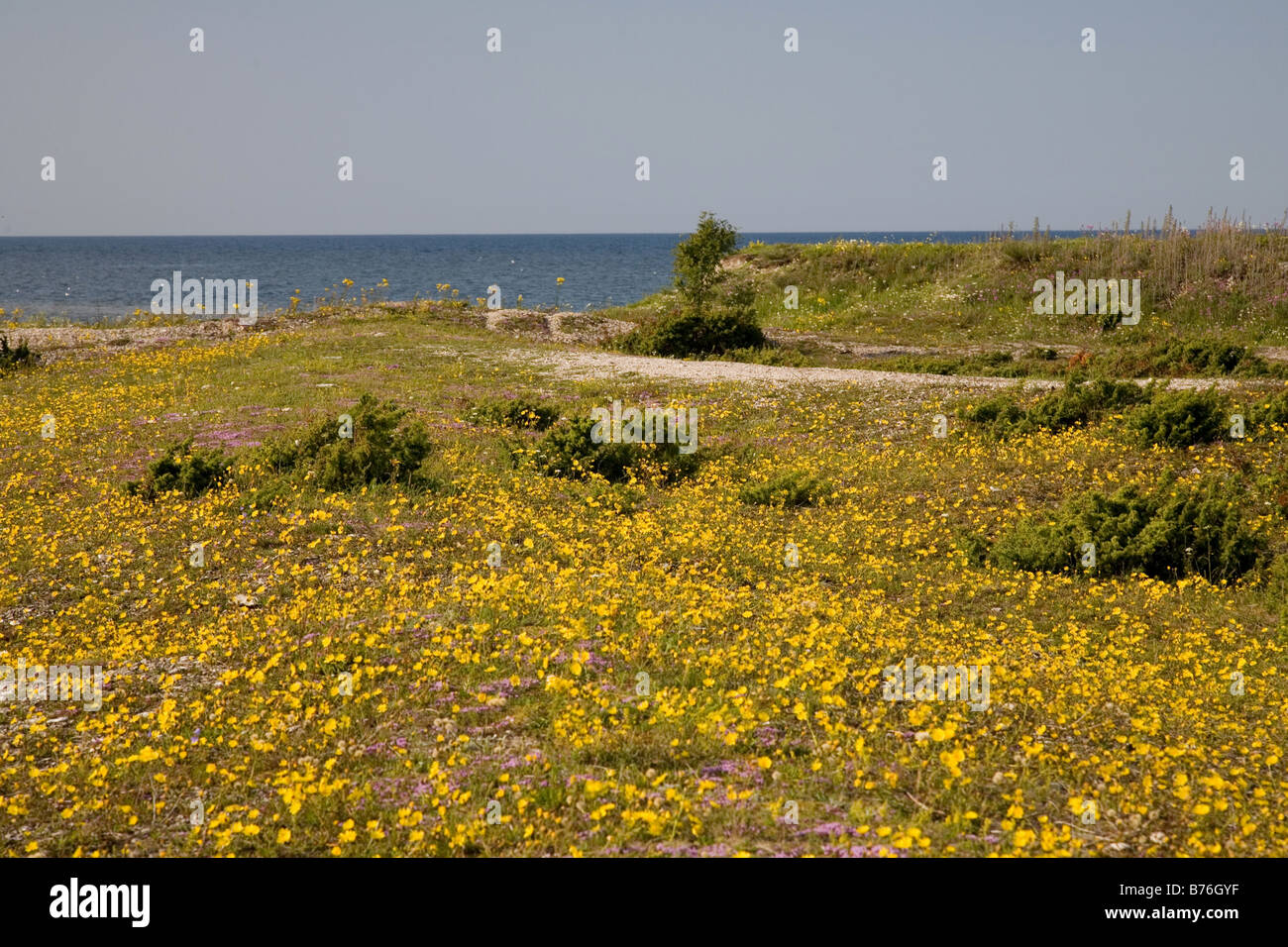 Costa, isola di Saaremaa, Estonia, Europa Foto Stock