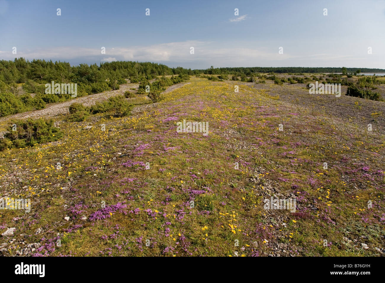 Costa Saare County Estonia Foto Stock