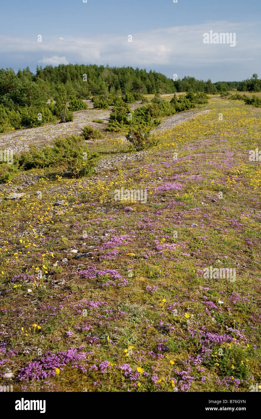Costa Saare County Estonia Foto Stock