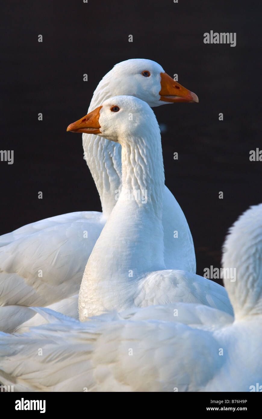 Oche domestiche nel lago di Vico in Italia Foto Stock