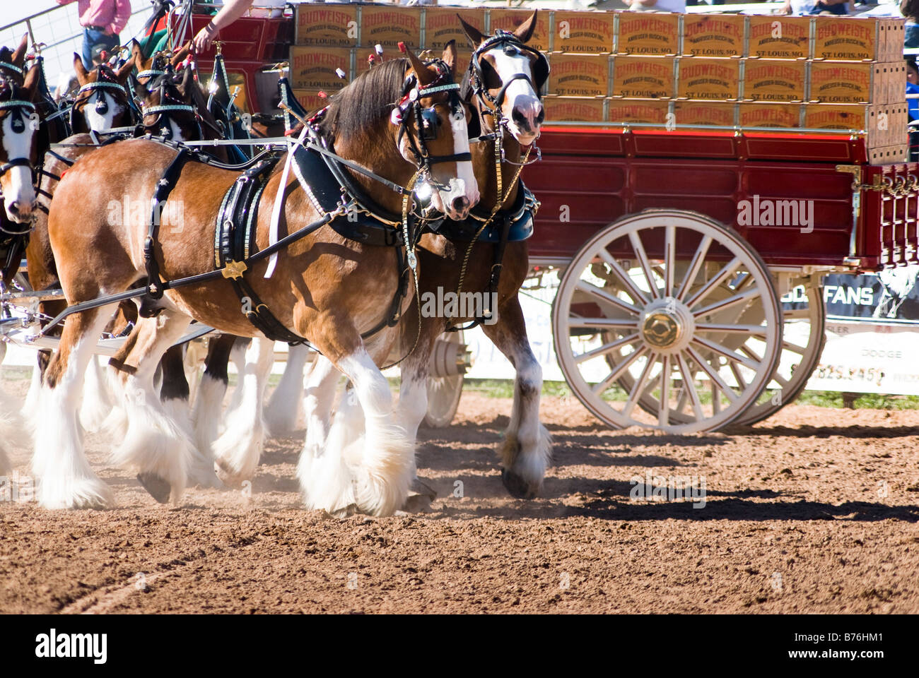 Un team di clydesdales in pieno le prestazioni del sollevatore Foto Stock