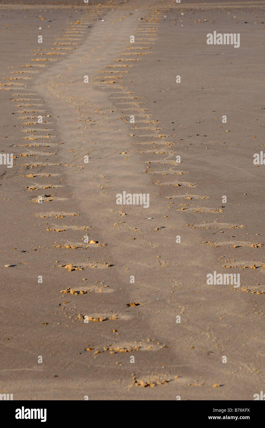 Guarnizione grigia Halichoerus grypus tracce sulla sabbia Norfolk Regno Unito Dicembre Foto Stock