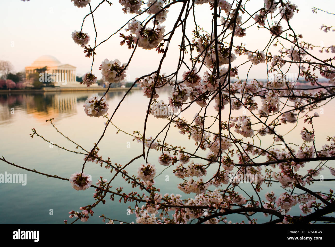 La fioritura dei ciliegi fioriscono lungo il bacino di marea a sunrise in Washington, DC il giovedì 30 marzo, 2006. Foto Stock