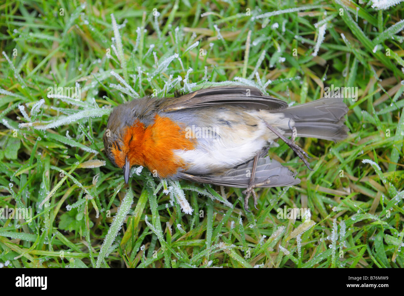 Robin morto nel gelo Shropshire Foto Stock
